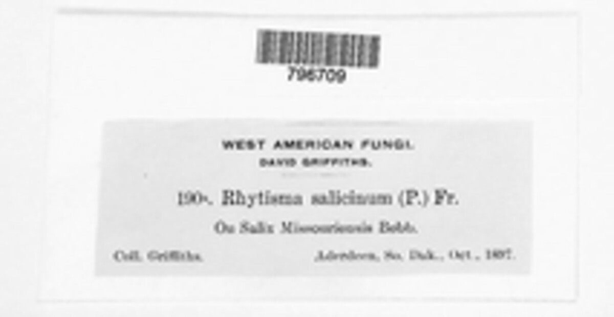 Rhytisma image